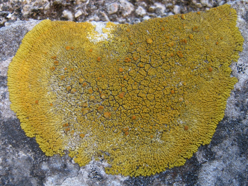 Caloplaca: Da determinare